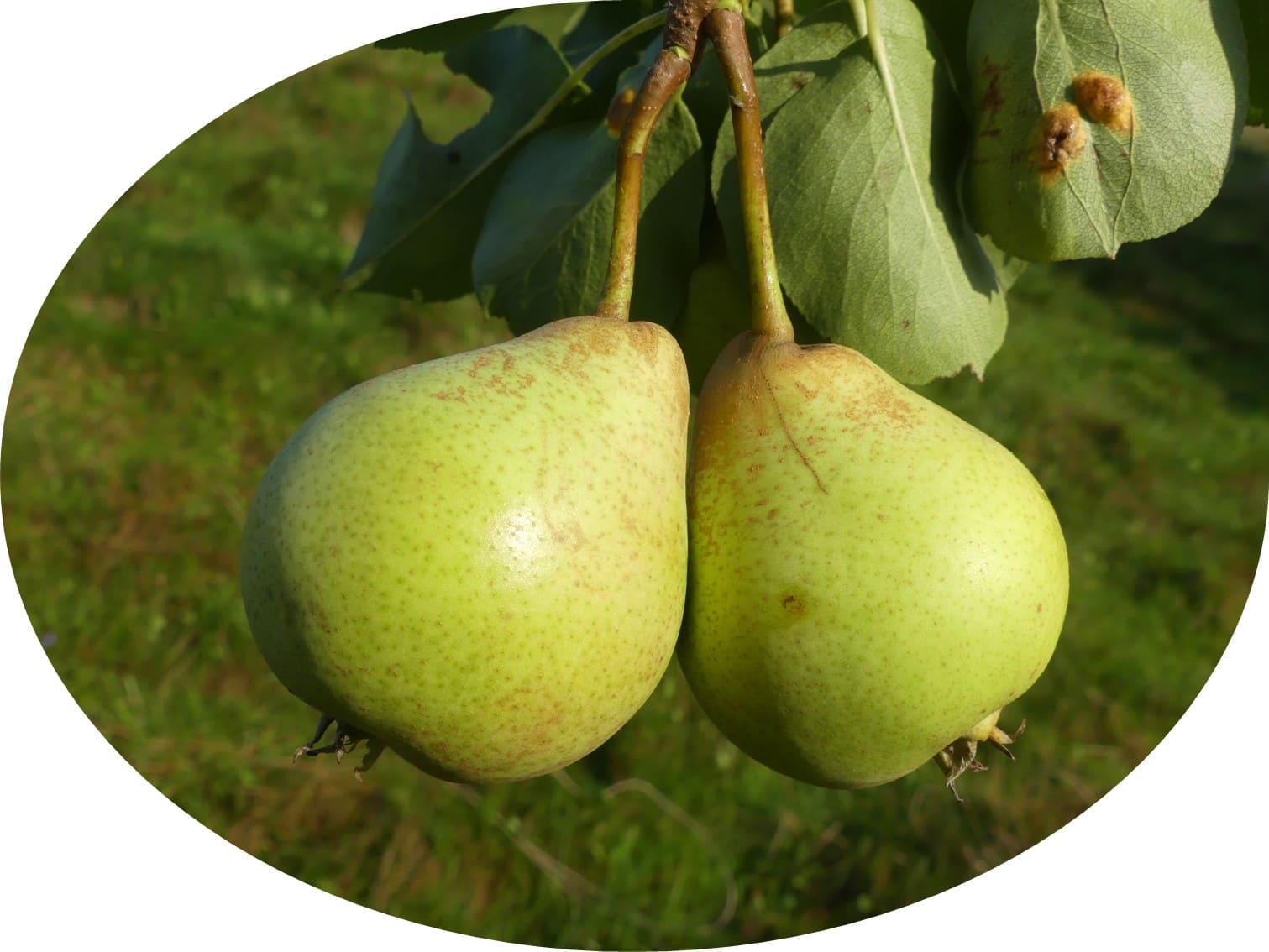 Holländische Zuckerbirne