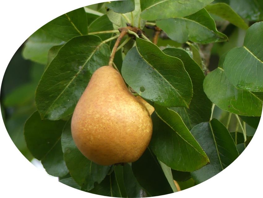 Plettenberger Herrenbirne